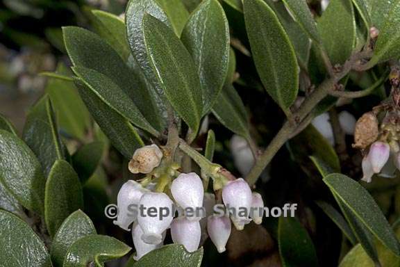 arctostaphylos hookeri ssp franciscana 2 graphic